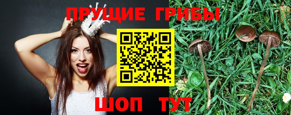 Златоуст  Псилоцибиновые грибы GOLDEN TEACHER  Вход с VPN 
